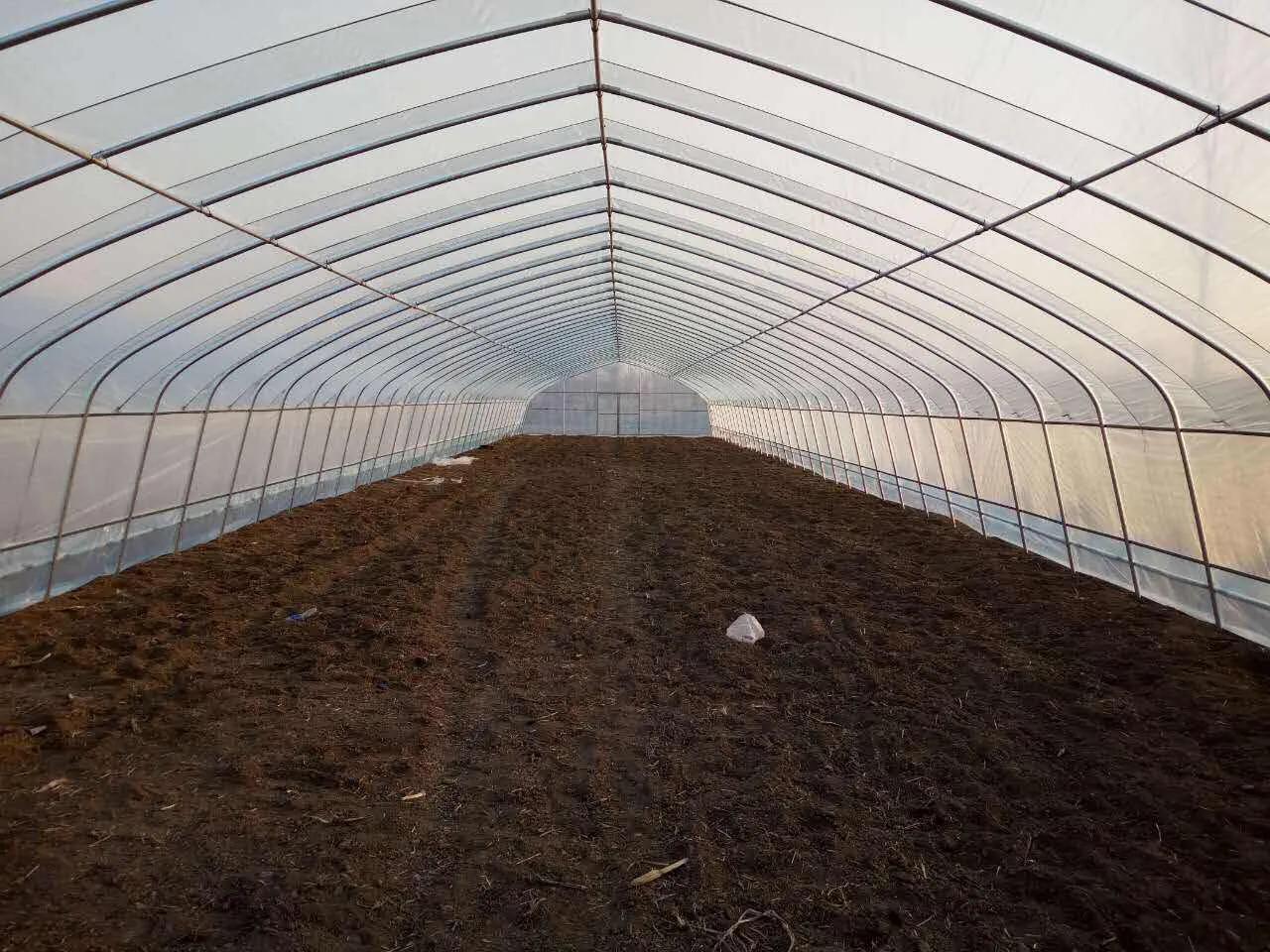 大棚秋葵种植技术大全,大棚种植秋葵一年可种几茬