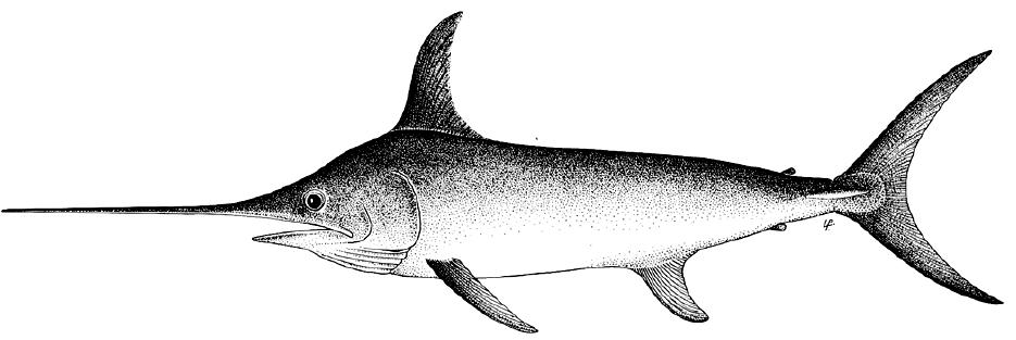 剑鱼vs旗鱼vs金枪鱼谁速度快,游得最快的海洋动物旗鱼