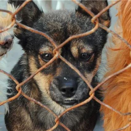 马鞍山流浪狗救助中心在哪里,曝光流浪狗救助真相