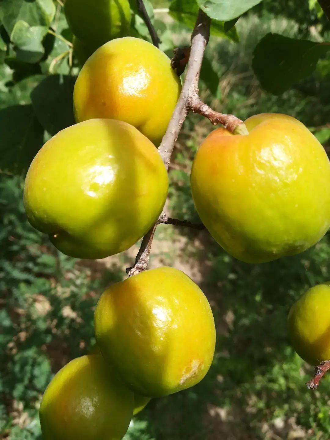 敦煌李广杏子熟了,敦煌李广杏甜度