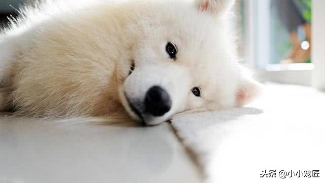 养一只萨摩狗是好还是不好,养一只萨摩需要买什么