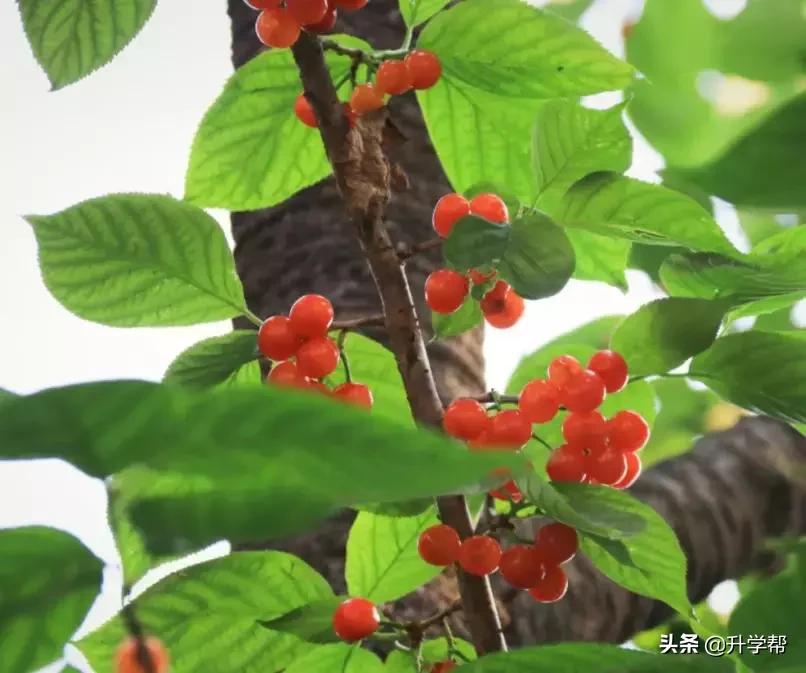 恩桃儿的视频,恩桃儿红了