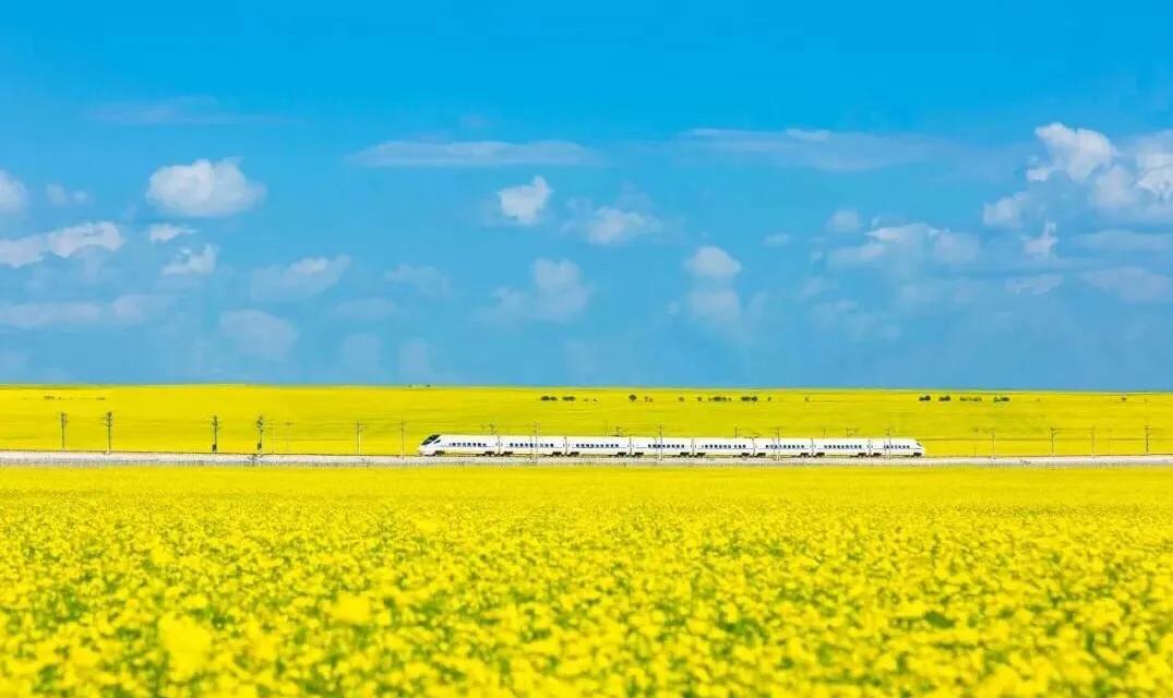 赏油菜花攻略,寻找最美油菜花可去这十大景点