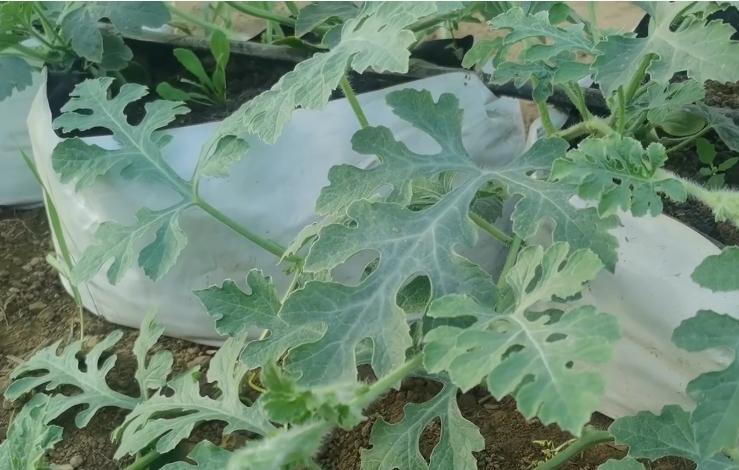 西瓜不施底肥行吗,西瓜不长叉怎么办