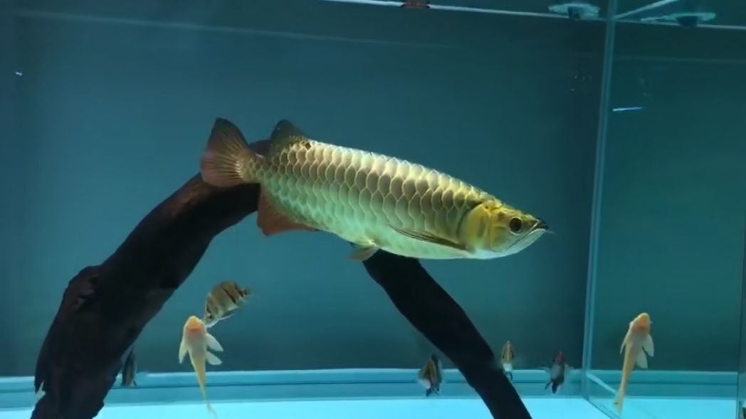 男子买金龙鱼500万,一位男子买了一条金龙鱼