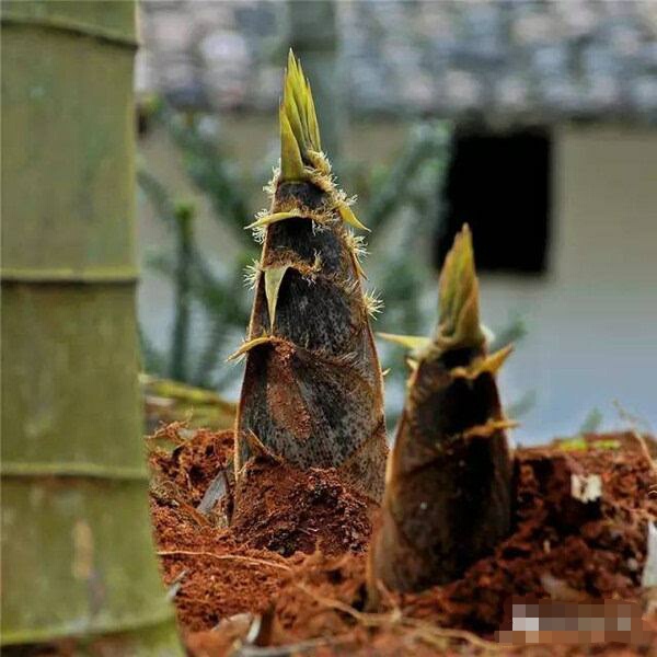 竹笋最著名的诗句,竹笋的诗句古诗带赏析