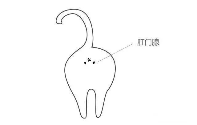 来聊聊猫咪狗狗的事,爱宠常见肠道问题