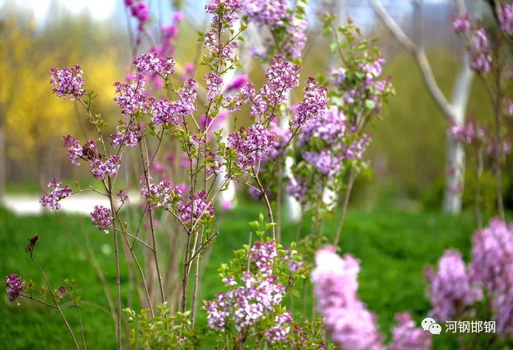 娌抽挗閭挗閾佽矾,娌抽挗閭挗楂樼倝