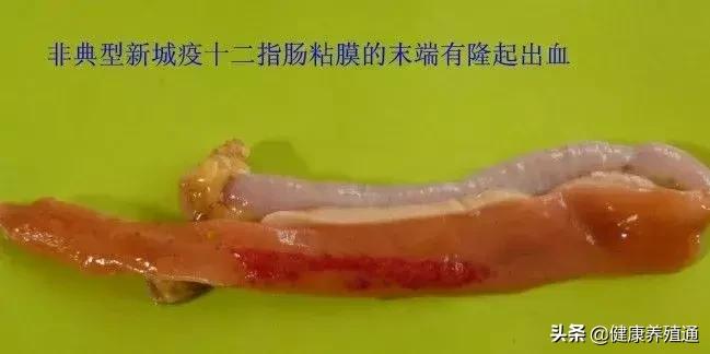 家禽与家禽解剖的不同点,家禽疾病诊断及解剖步骤