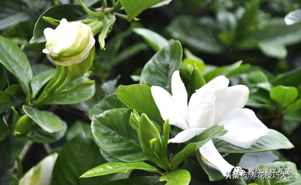 5种花特清香，家里养一盆，芬芳不断，清香四溢，异味全无