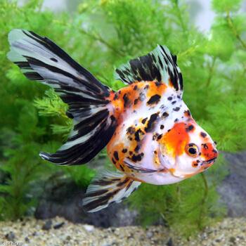 新手养金鱼哪种金鱼最好养,金鱼种类和饲养难度