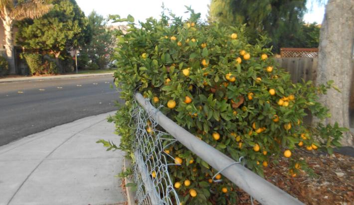 美国最流行的柠檬饮料是什么 (国外研究柠檬汁饮料现状)
