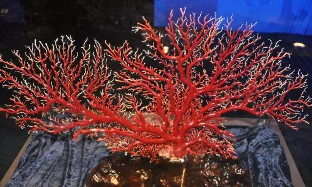 鐝婄憵鍙よ懀鐝犲疂,鐝婄憵鐝犲疂璇佷功