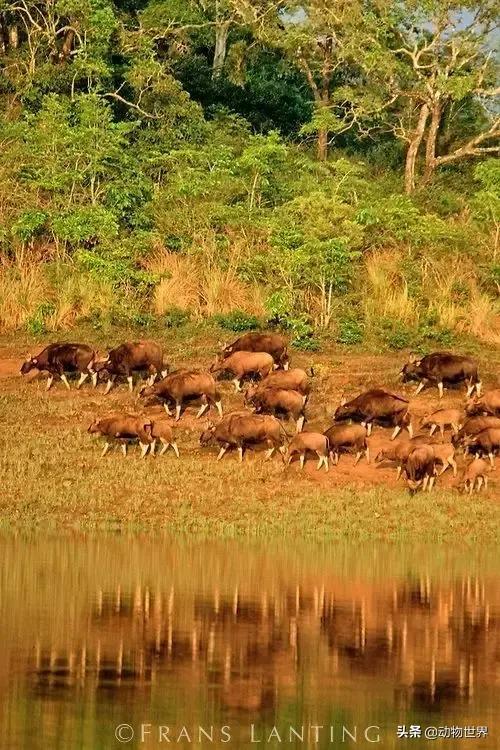 世界上体型最大的牛是什么,世界上体型最大的牛种