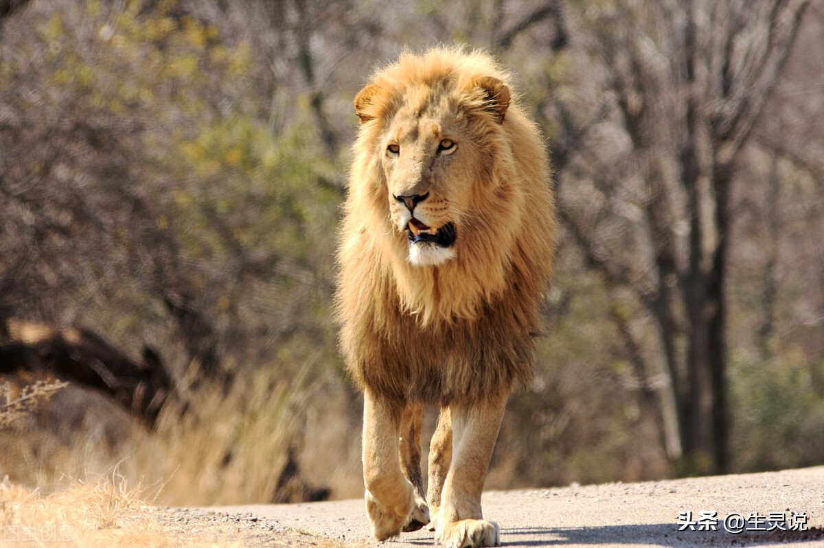 狮子大战野牛被其他野牛围攻,两只狮子对一只野牛展开猎杀