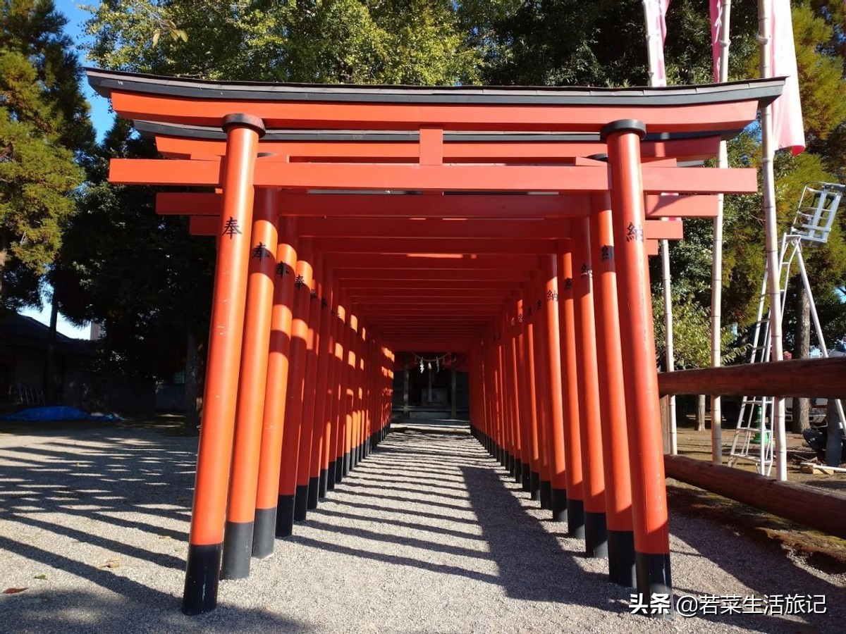 九州岛樱花,九州樱花之旅