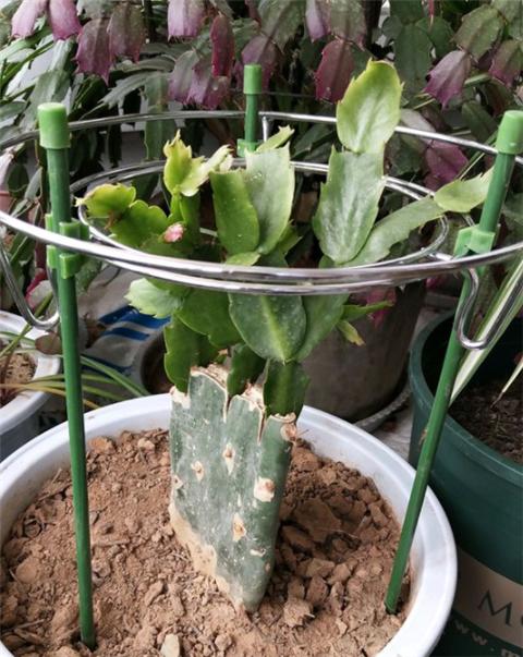 怎么给蟹爪兰做支架,蟹爪兰支架自己做