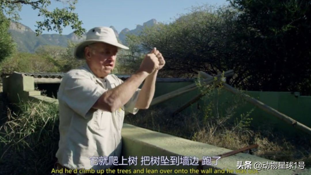 平头哥蜜獾照片,蜜獾平头哥动物科普