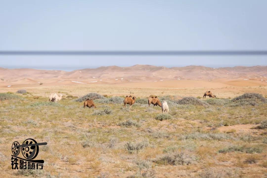 铁影｜穿越沙漠的“混编列车”——吉兰泰铁路运转记