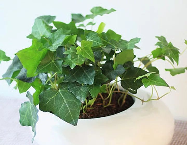 10种好养的花草,这些绿植养在家里高级又实用