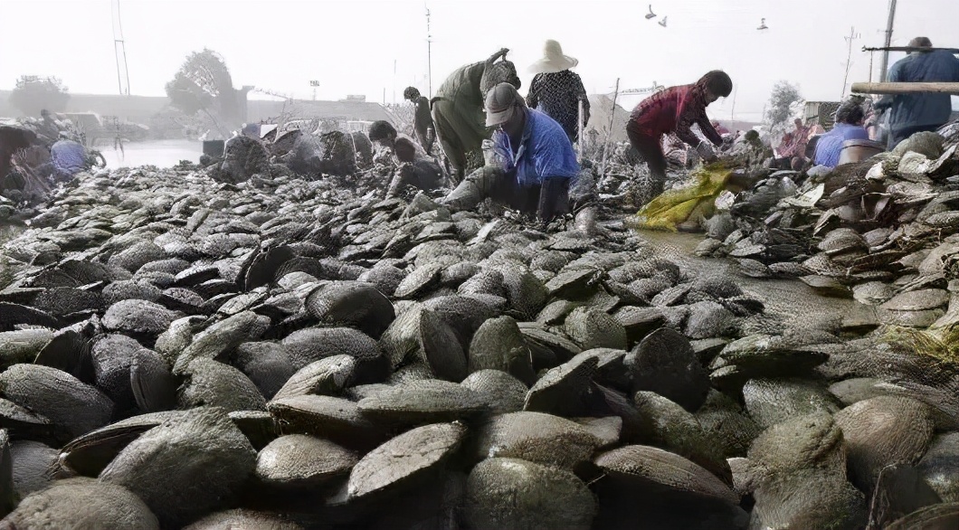 我在直播间“开蚌”成瘾,欠债14万