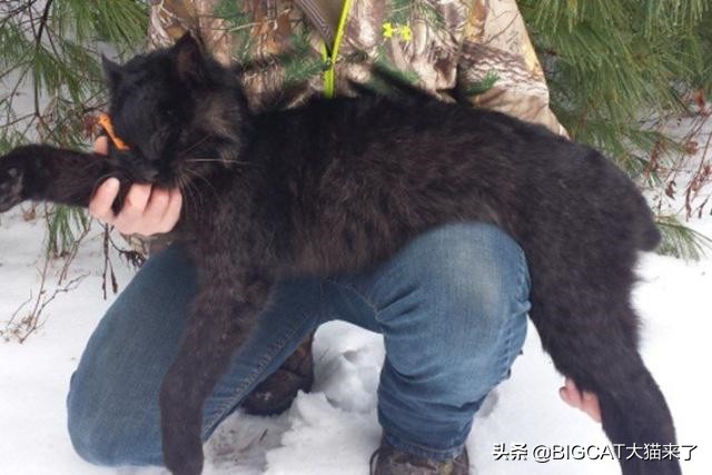 黑豹是哪个国家猫科动物,黑豹动物是哪个品种的豹子