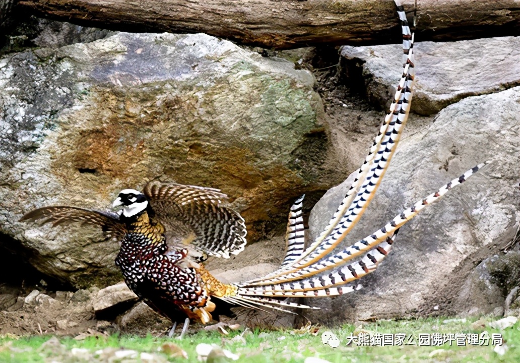 佛坪都有什么野生动物,周至佛坪野生动物