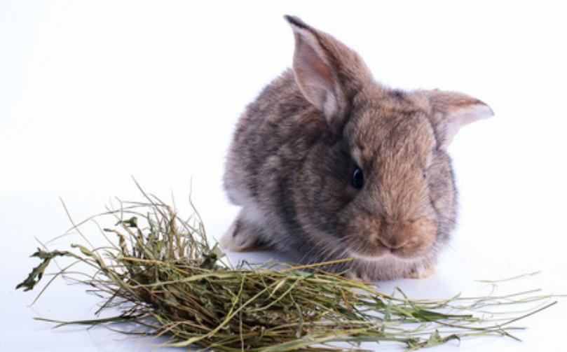 兔子流口水有粘液,兔子拉的粪便带黄色粘液