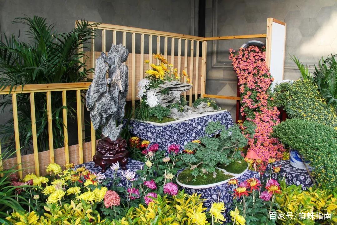 重阳节赏菊花的介绍,赏菊打卡好去处