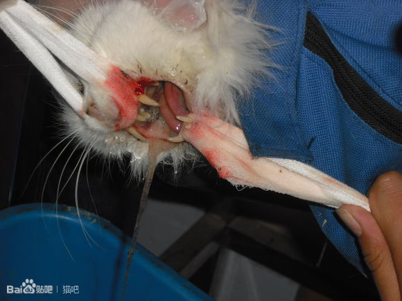 猫咪口腔溃疡最简单的治法,猫咪口炎口腔溃疡怎么治