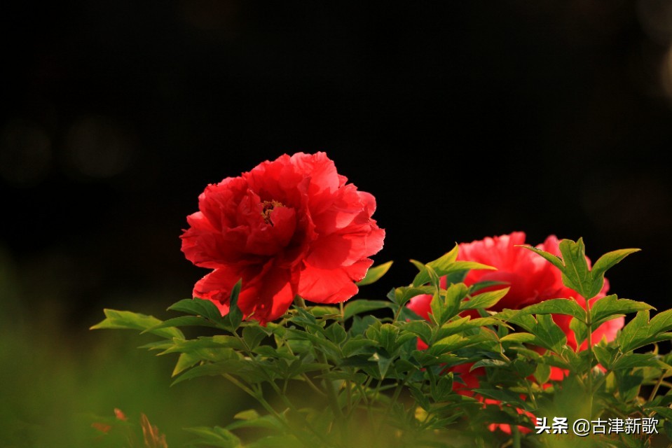 最美牡丹诗词20首,研究牡丹花