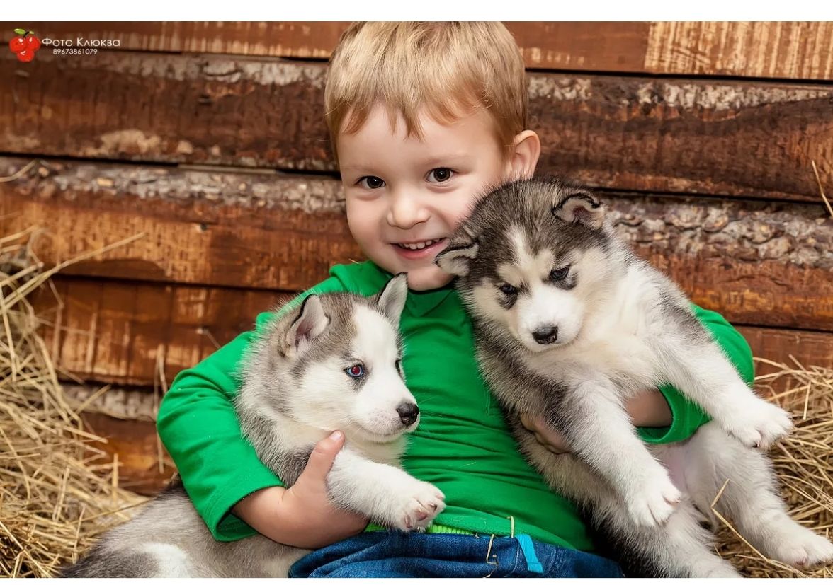 西伯利亚的雪橇犬哈士奇,西伯利亚哈士奇雪橇犬