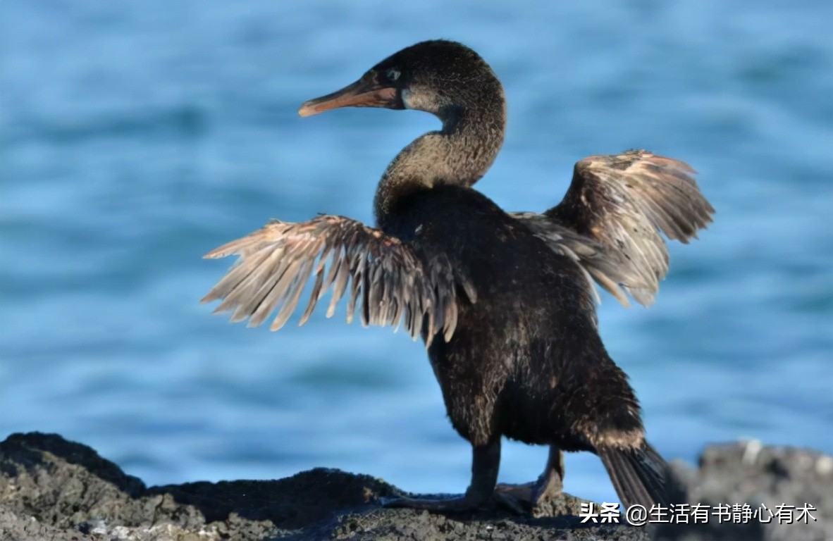 三种会飞的鸟,涨知识六种不会飞行的鸟