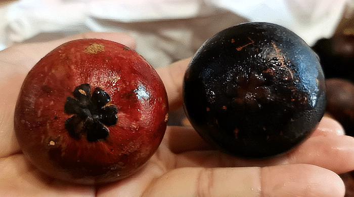 水果山竹硬的好还是软的好,山竹挑选皮硬还是皮软的