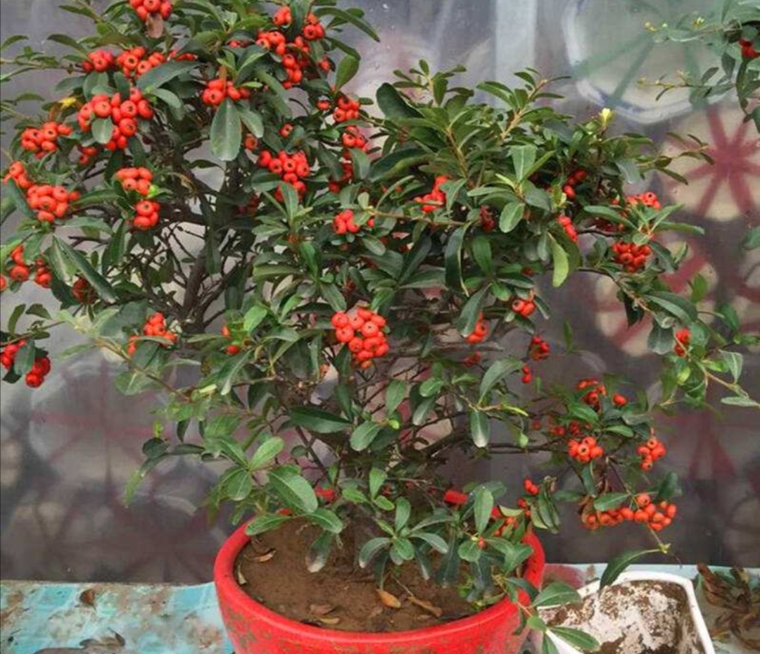 火棘树盆景的养殖方法和注意事项,火棘盆景室内养殖方法有哪些