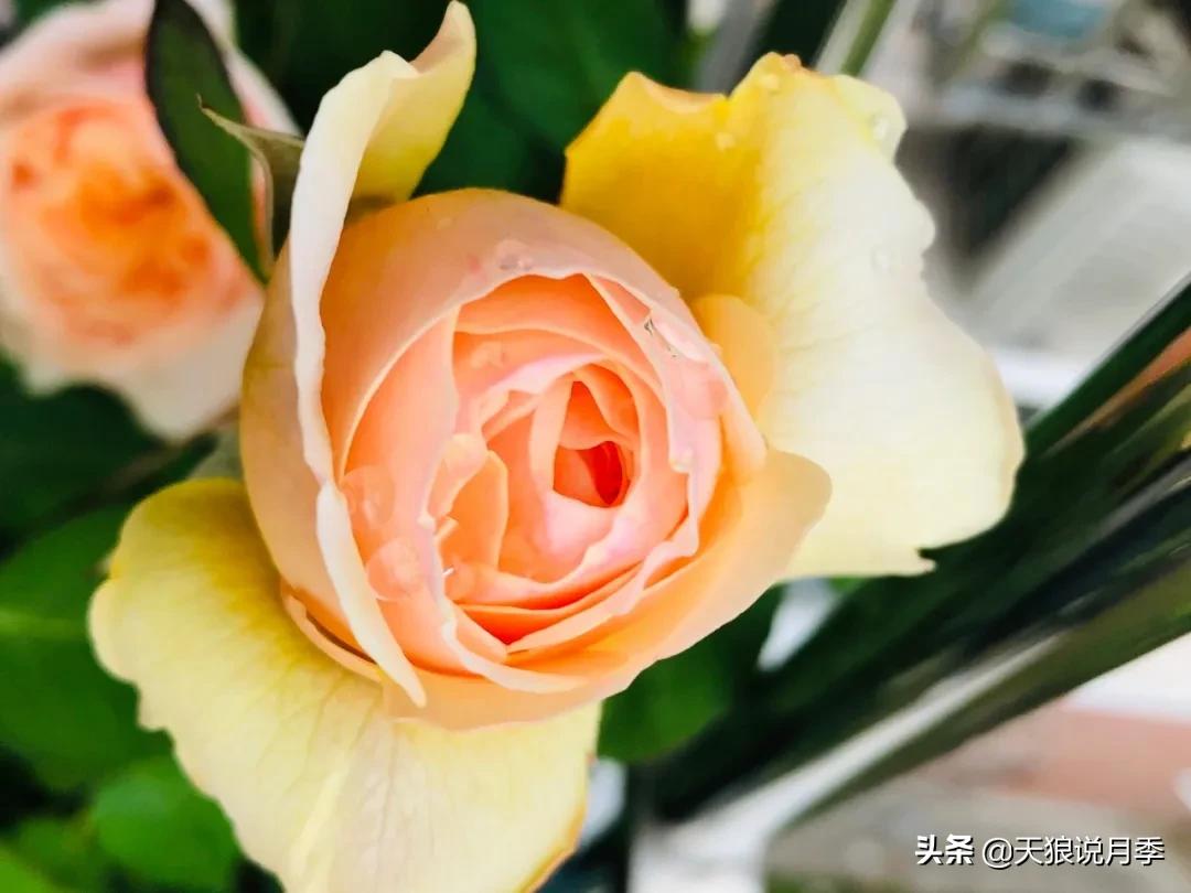 月季春季第一波花要不要剪,月季春季第一波花开后嫁接