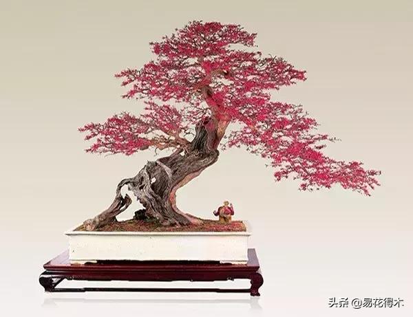 椤剁骇鐧借姳妾垫湪鐩嗘櫙,鐧借姳妾垫湪鐩嗘櫙鏋湪閫㈡槬