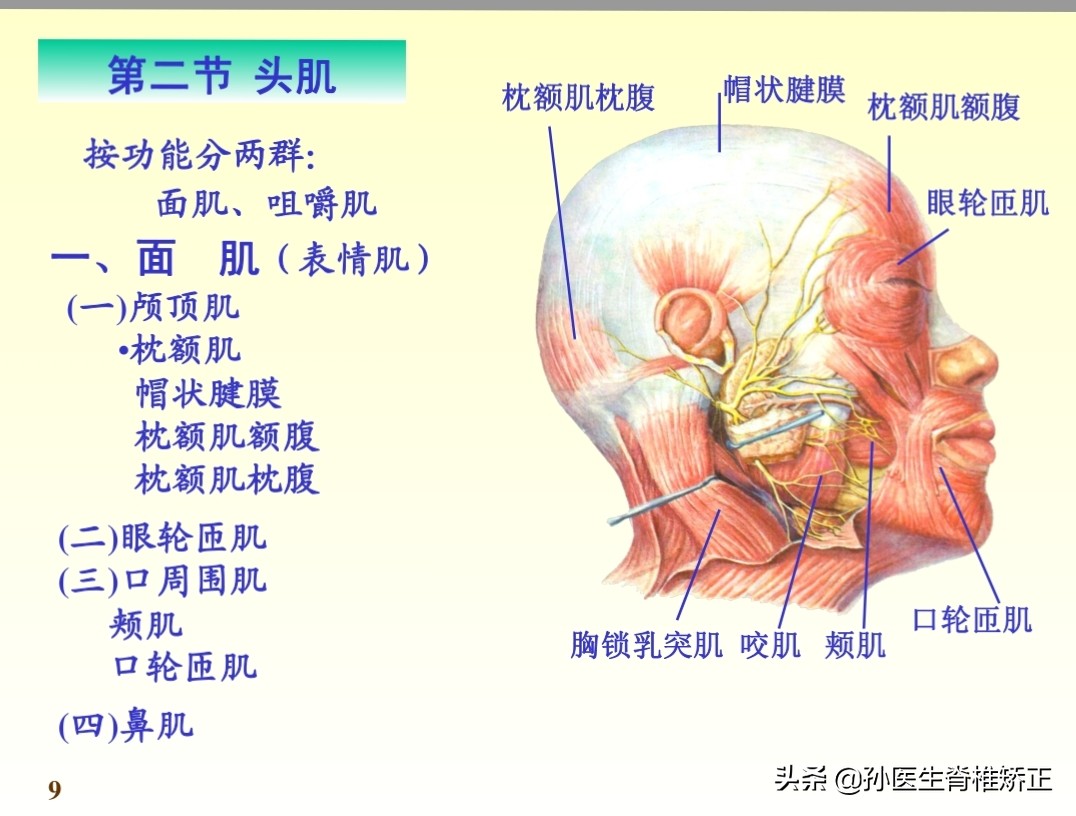 系统解剖学骨学ppt课件,解剖学基本知识ppt课件