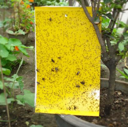 冬季室内养花小飞虫怎么消灭,养花虫子多怎么驱虫