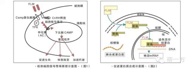 猪催肥产品,催肥剂增肥