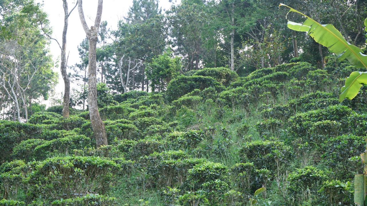 调研联盟,联合调研乡村振兴