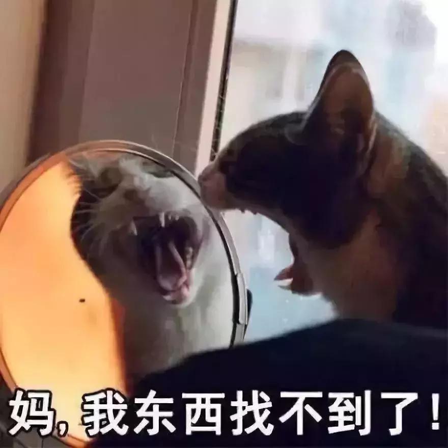 猫咪生病不吃东西只喝水怎么办,猫咪铲屎官的5种表现