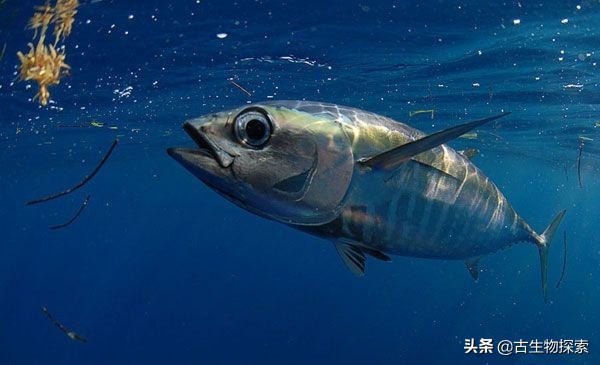 金枪鱼被吃光,金枪鱼被吃掉了