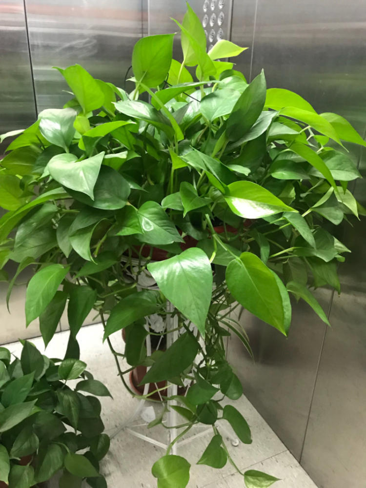 吊兰可以和绿萝一起放在卧室吗,绿萝放在卧室对身体有影响吗