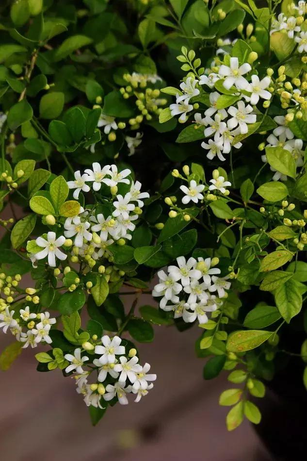 百花图谱大全100幅,工笔百花图谱100种