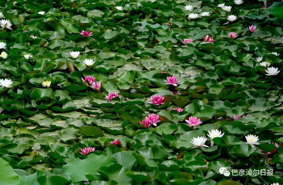 临河植物园景色,临河荷花景区