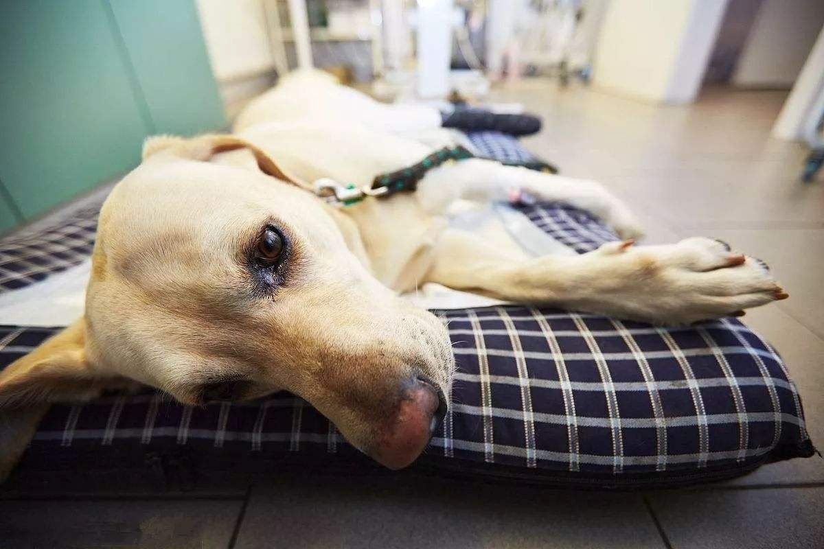 发现狗狗中毒怎么办,狗狗如果中毒第一时间怎么抢救