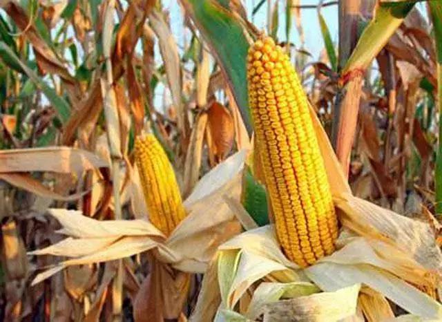 玉米种植的方法与技术,青储玉米的种植方法和技巧