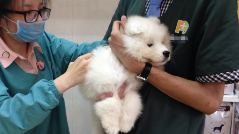 辟谣狗狗,狗狗辟谣