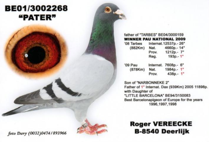 世界养鸽名家前50名,10大顶级赛鸽名家